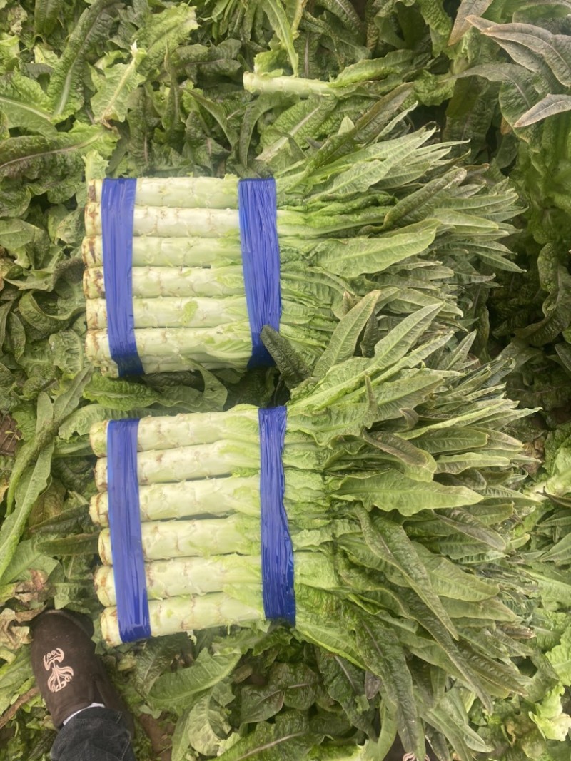 莴苣红尖叶莴苣埇桥莴苣无空心青肉货源充足代收代发