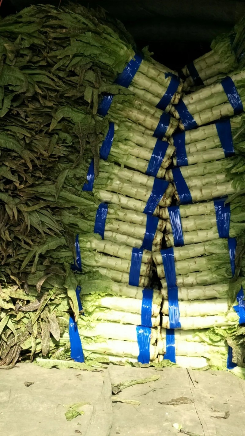 莴苣红尖叶莴苣埇桥莴苣无空心青肉货源充足代收代发