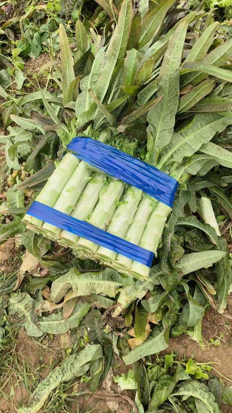 莴苣红尖叶莴苣埇桥莴苣无空心青肉货源充足代收代发
