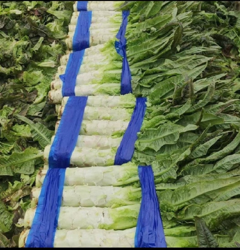 莴苣红尖叶莴苣埇桥莴苣无空心青肉货源充足代收代发