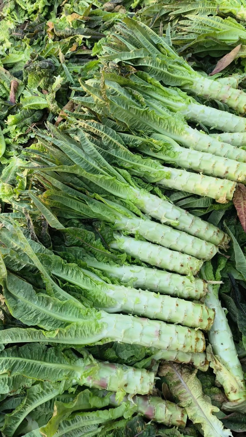 莴苣红尖叶莴苣埇桥莴苣无空心青肉货源充足代收代发