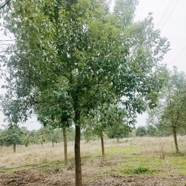 香樟树，市政园林绿化风景树，根系发达，成活率高，基地供应