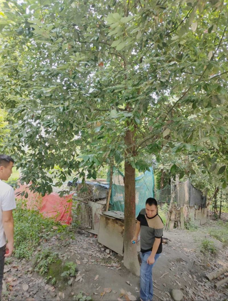 香樟树，市政园林绿化风景树，根系发达，成活率高，基地供应