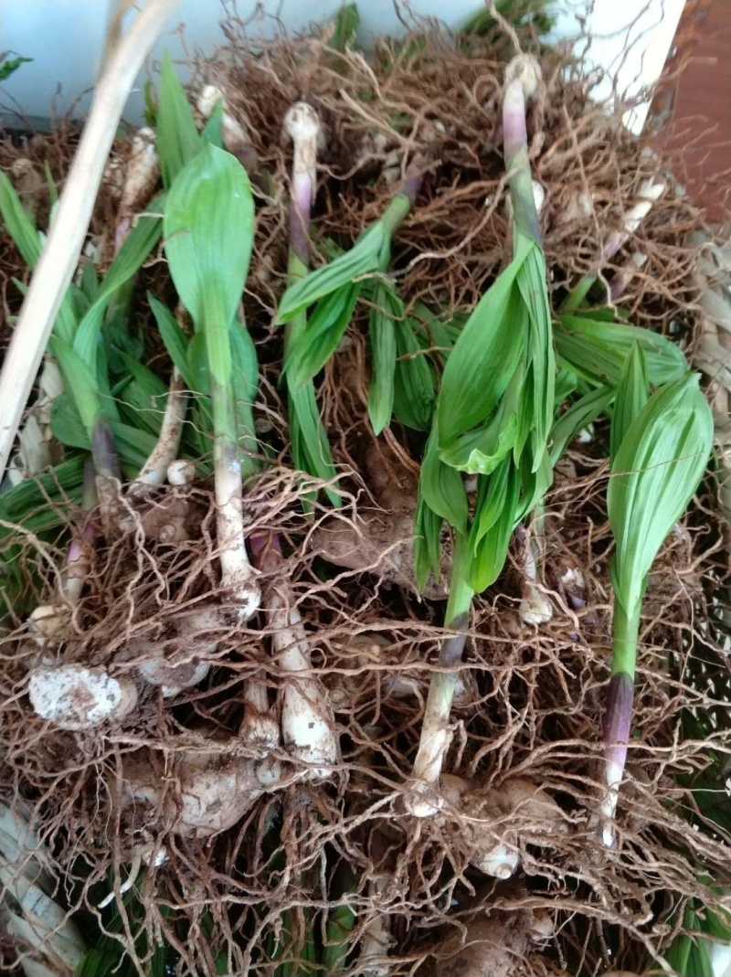 紫花三叉白芨（宽叶）两年露天驯化苗，产量高