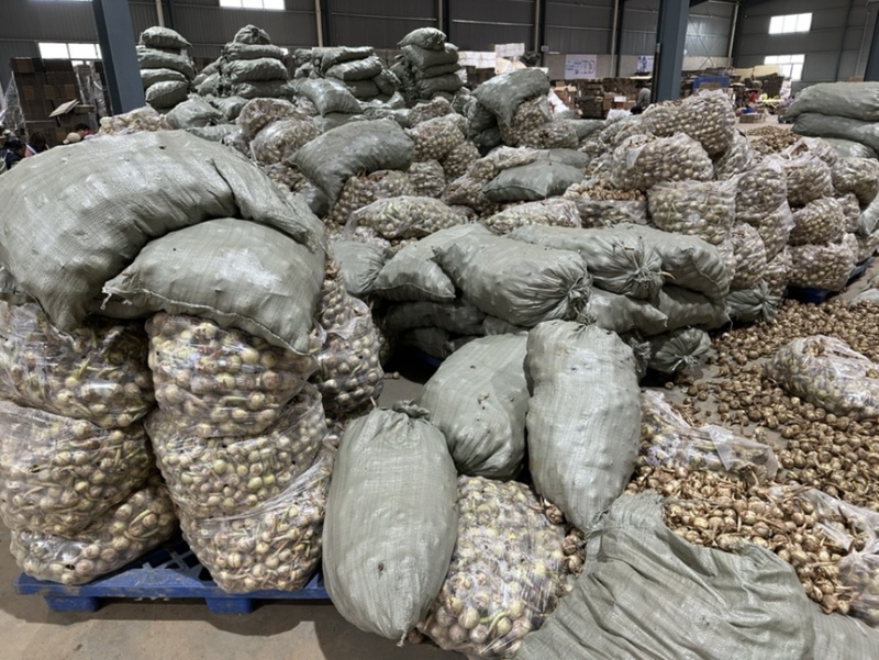 云南精品蓝茨菇，蓝慈姑，青皮慈姑，规格齐全，欢迎咨询