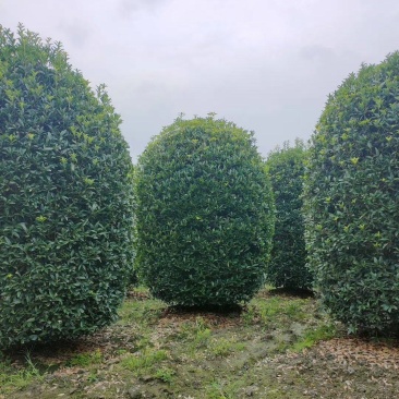 地笼桂花树，桂花球，丛生桂花，冠幅220-300公分