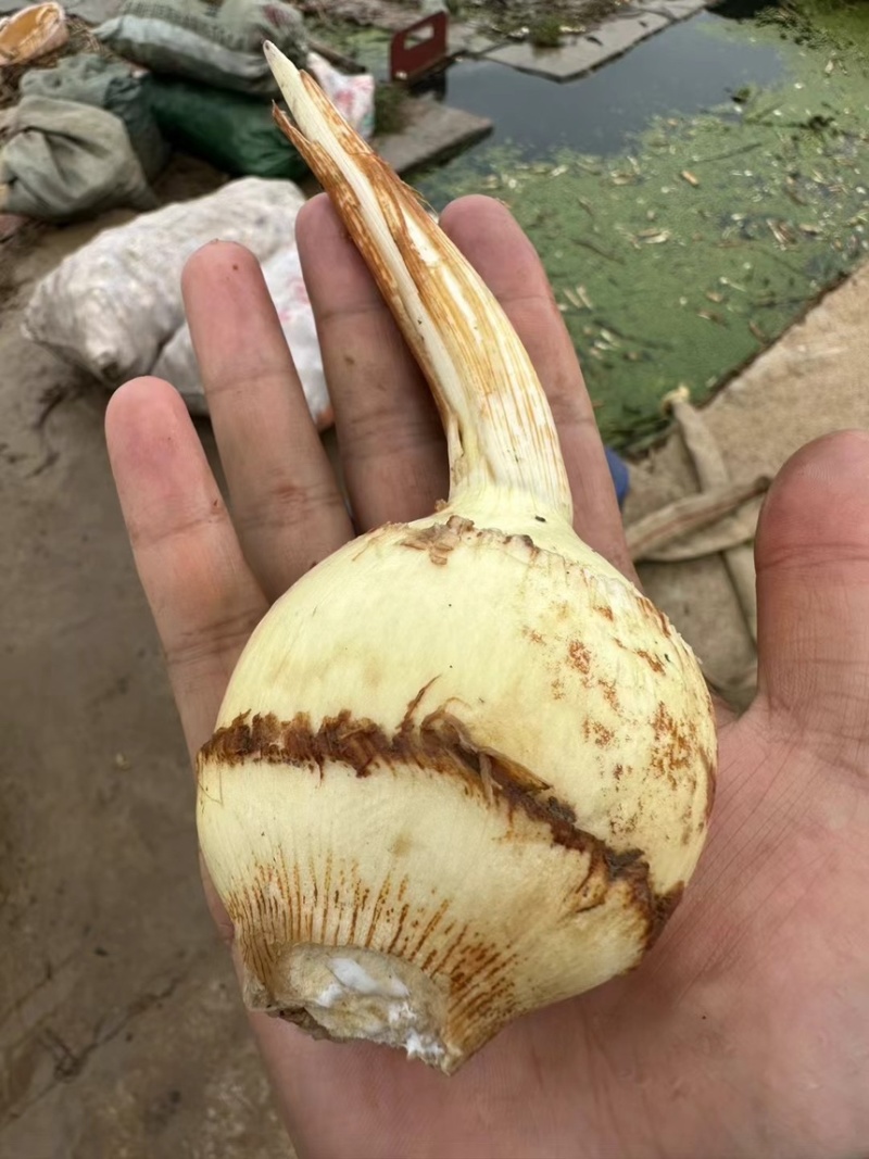 云南高原白肉茨菇，慈姑，500亩专业种植基地自产自销