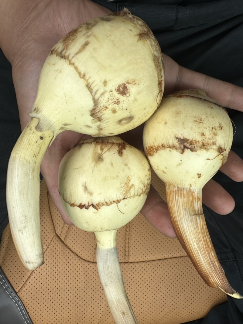 云南高原白肉茨菇，慈姑，500亩专业种植基地自产自销