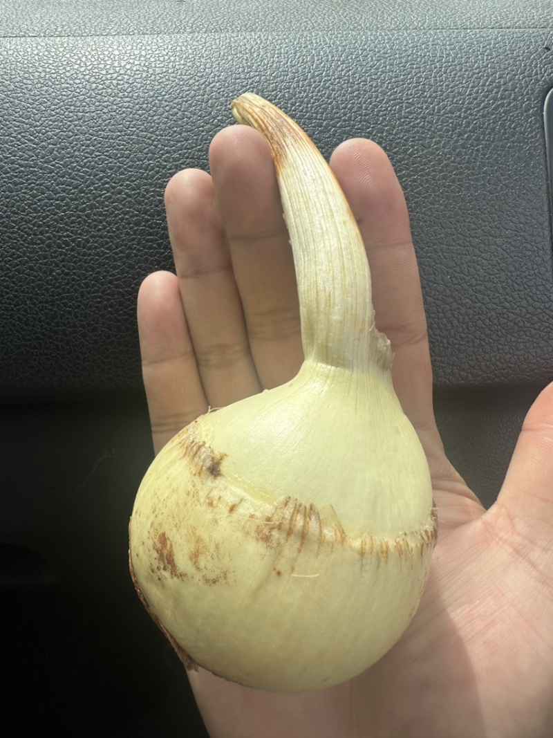 云南高原白肉茨菇，慈姑，500亩专业种植基地自产自销