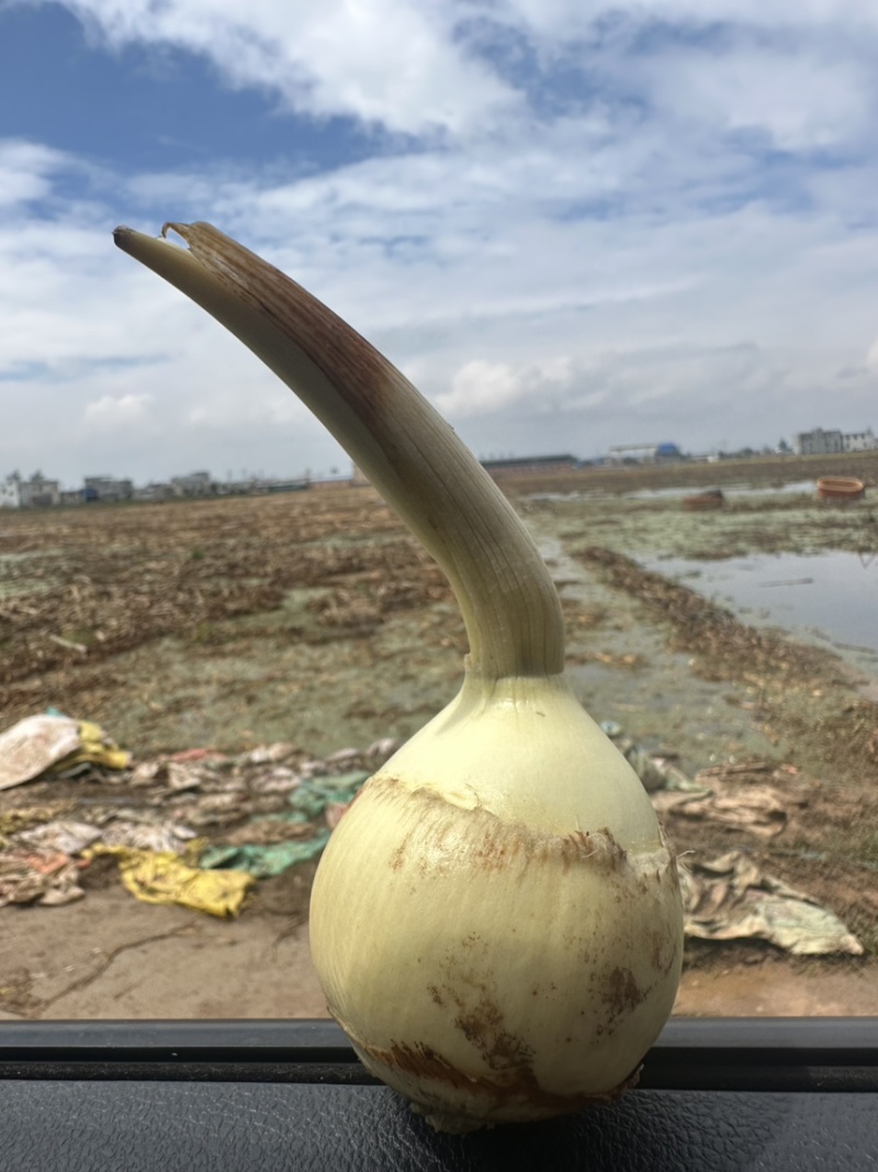 云南高原白肉茨菇，慈姑，500亩专业种植基地自产自销