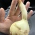云南高原白肉茨菇，慈姑，500亩专业种植基地自产自销