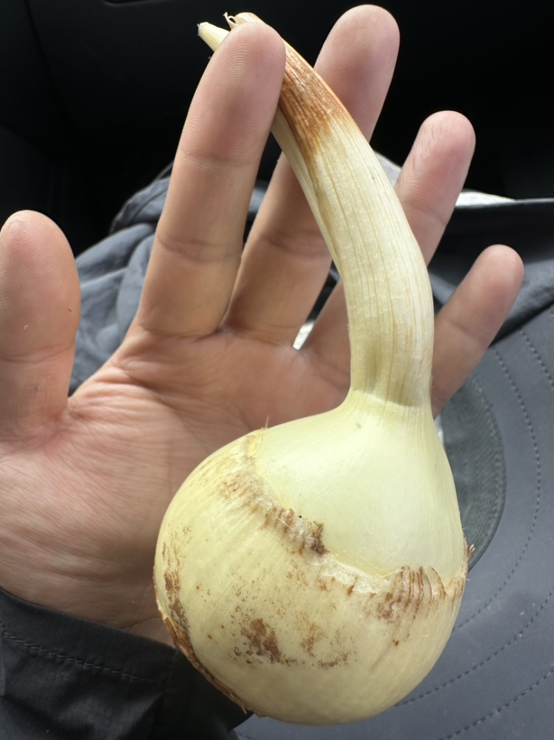 云南高原白肉茨菇，慈姑，500亩专业种植基地自产自销
