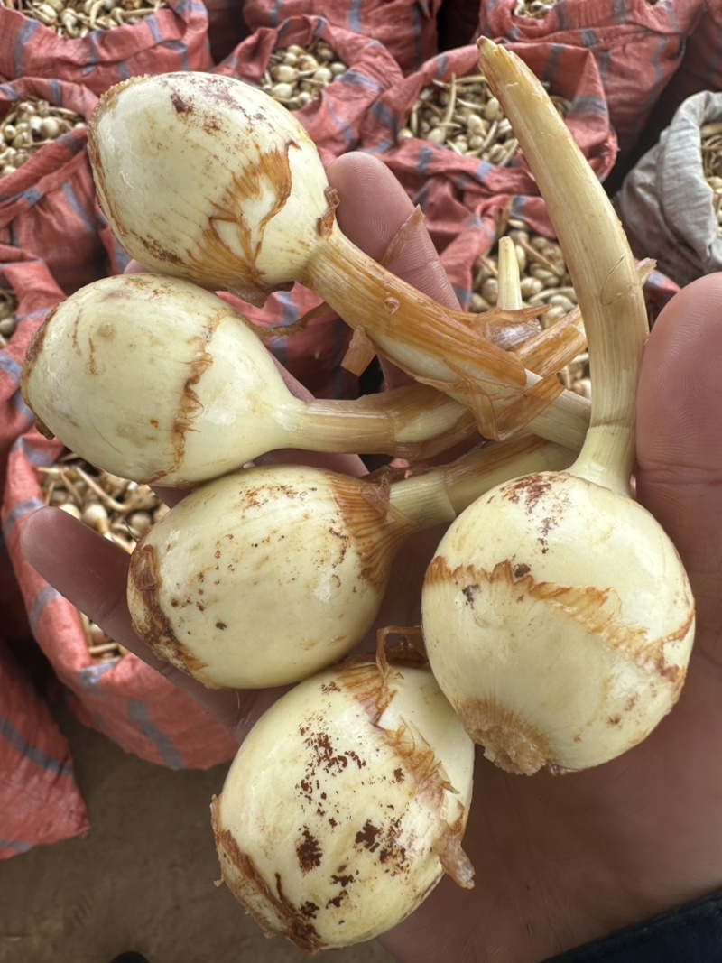 电商茨菇，电商慈姑，基地自产自销，现货现发