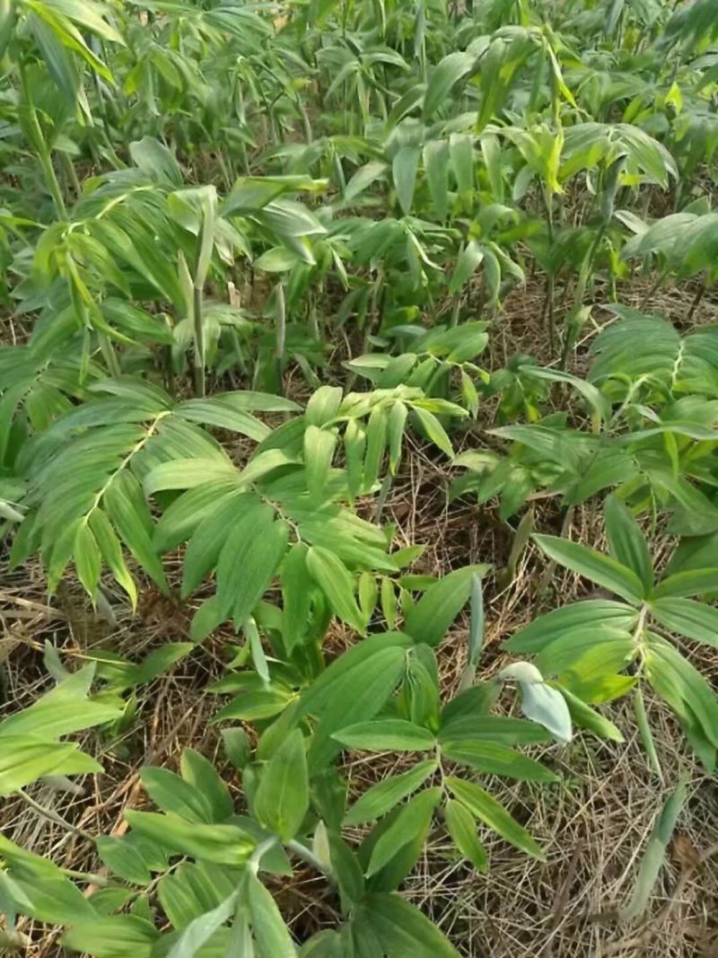 黄精种子干去皮，干静止种子，处理改良优质种子