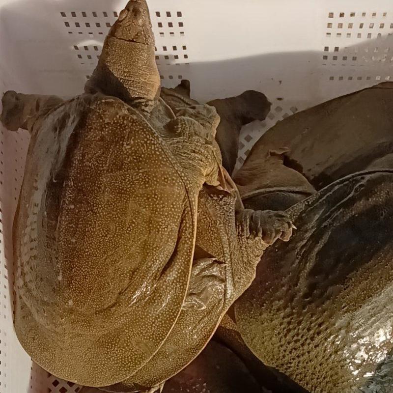 黄背甲鱼黄沙鳖1-4斤养殖基地直发