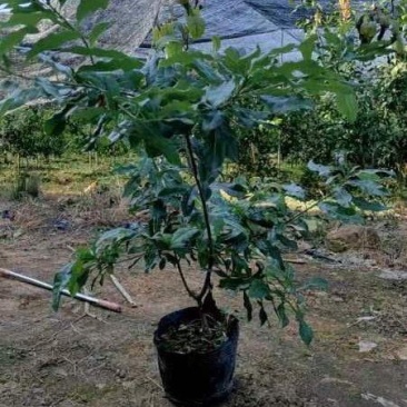 东槐杨梅4年苗，品质保证，个大籽小