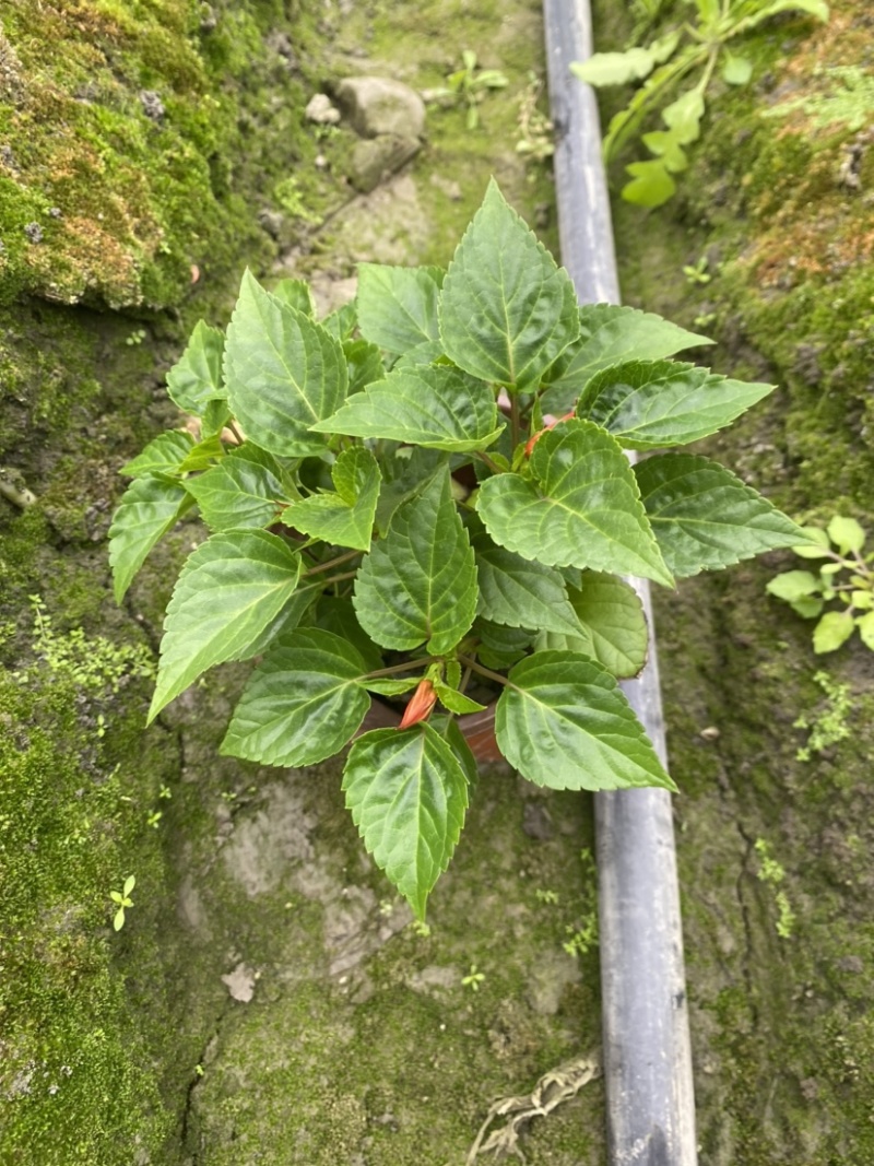 一串红10~30cm