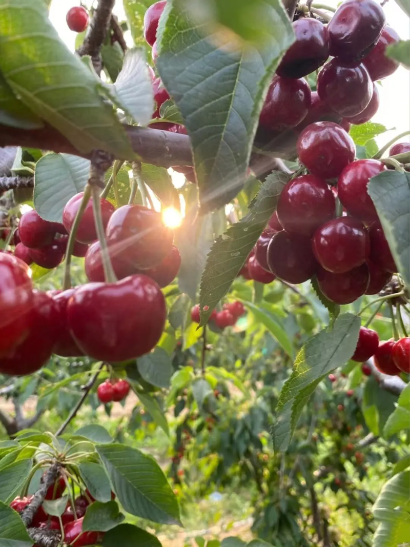 美早樱桃品质保证价格美丽大量上市欢迎全国采购商咨询