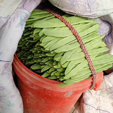 商河扁青芸豆上市