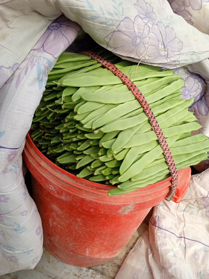 商河扁青芸豆上市
