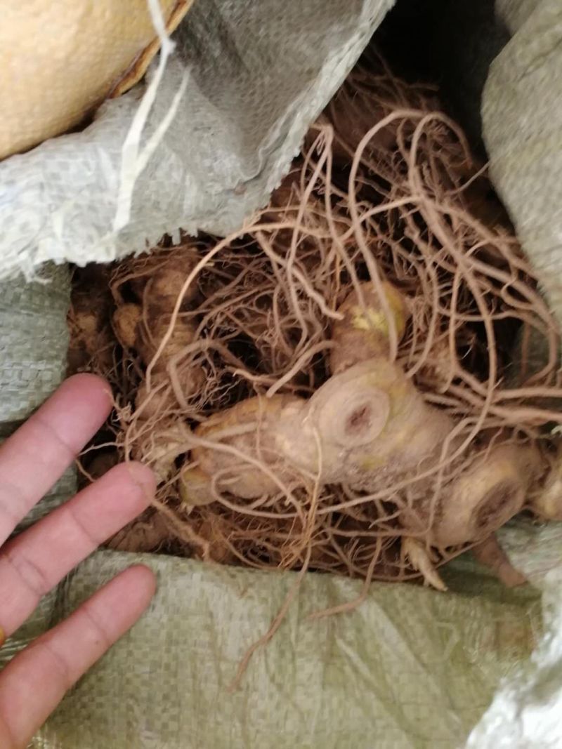 黄精块茎，2年到三年的，我们都是多花姜行