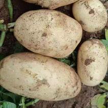 辽宁土豆精品黄心土豆大量供货价格实惠实力代收