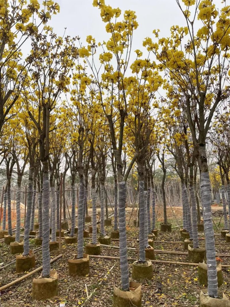 多花黄花风铃木8-15公分基地直销规格齐全欢迎来电