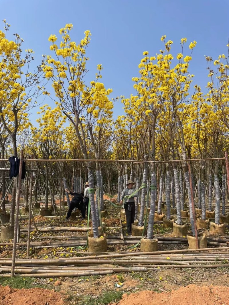 多花黄花风铃木8-15公分基地直销规格齐全欢迎来电