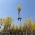 多花黄花风铃木8-15公分基地直销规格齐全欢迎来电