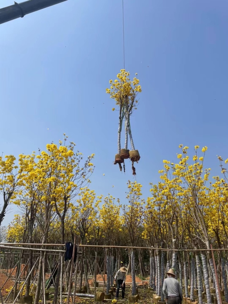 多花黄花风铃木8-15公分基地直销规格齐全欢迎来电