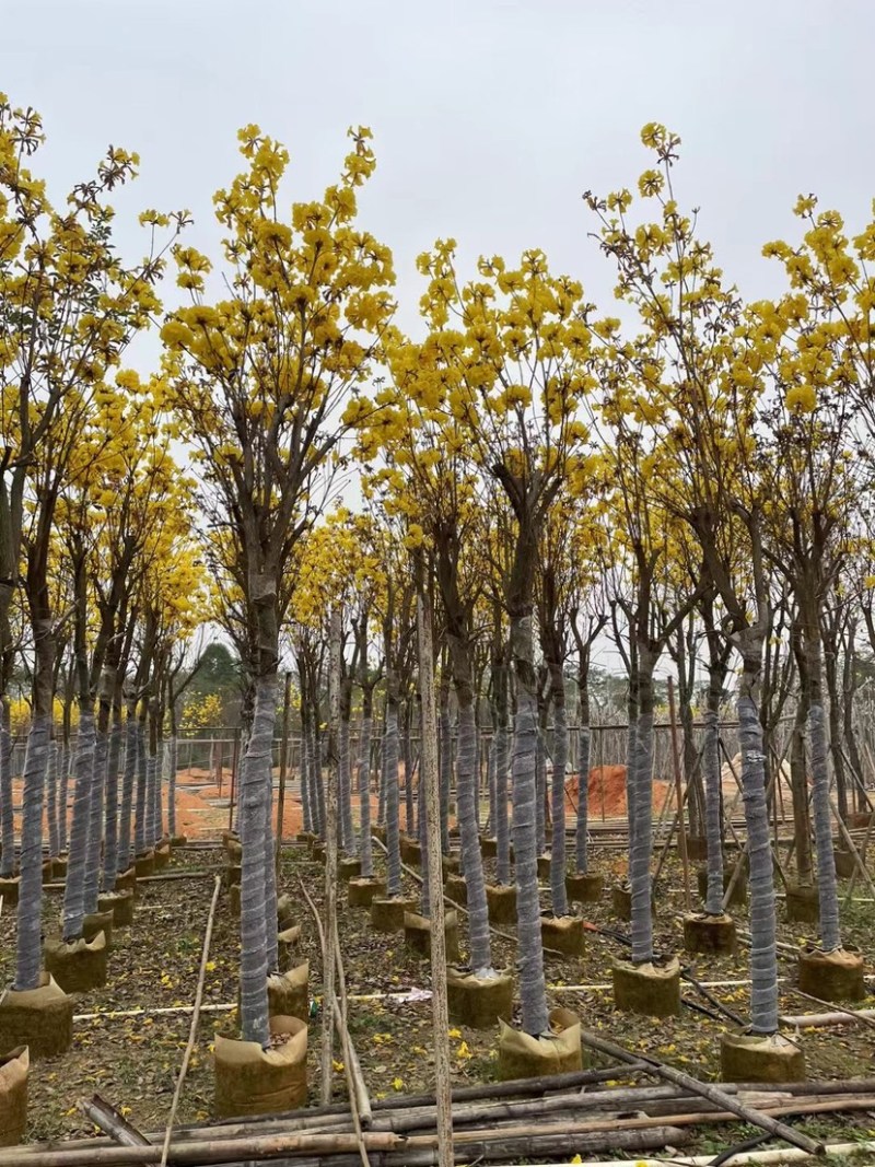 多花黄花风铃木8-15公分基地直销规格齐全欢迎来电