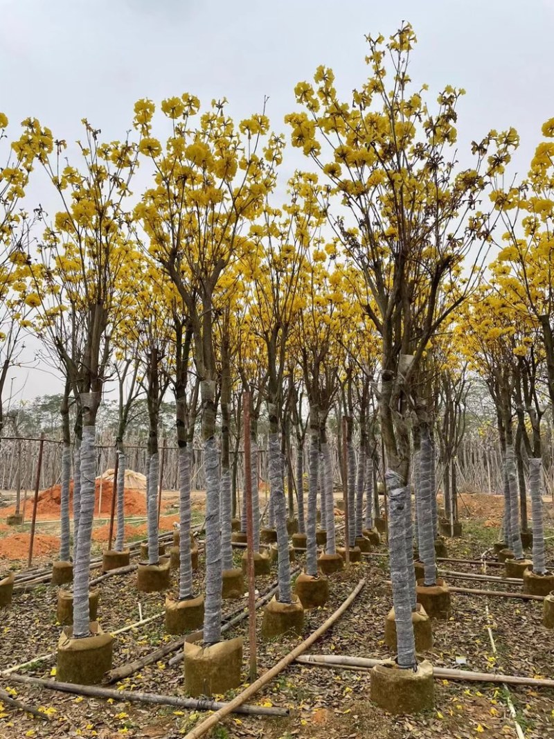多花黄花风铃木8-15公分基地直销规格齐全欢迎来电