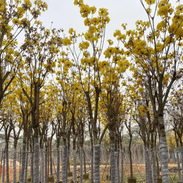 多花黄花风铃木8-15公分基地直销规格齐全欢迎来电
