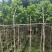沉香5～15公分基地直销规格齐全欢迎老板来电咨询合作