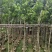 沉香5～15公分基地直销规格齐全欢迎老板来电咨询合作