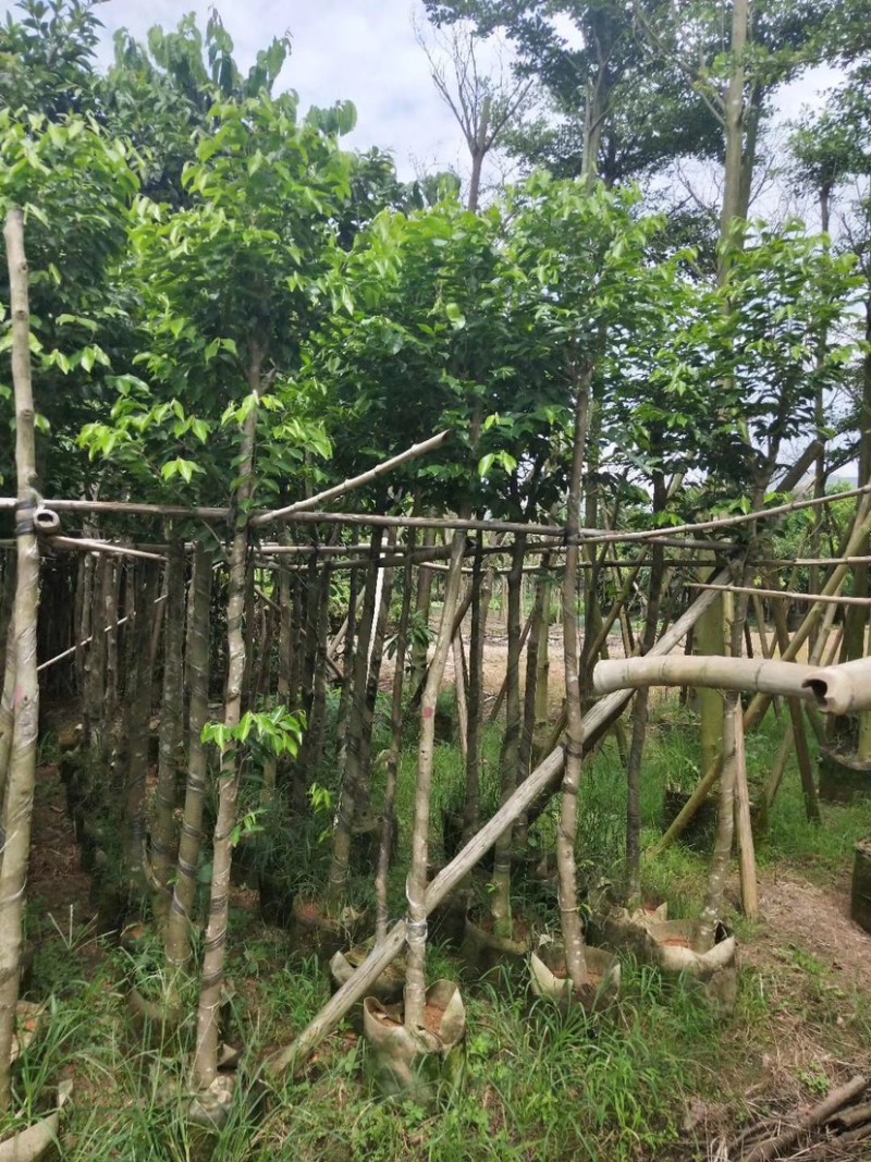 沉香5～15公分基地直销规格齐全欢迎老板来电咨询合作