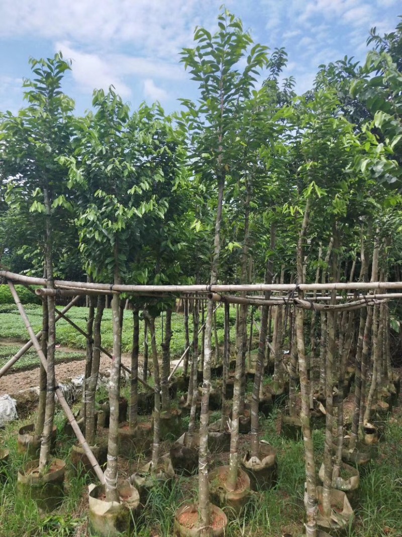 沉香5～15公分基地直销规格齐全欢迎老板来电咨询合作