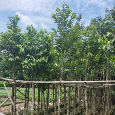 沉香5～15公分基地直销规格齐全欢迎老板来电咨询合作