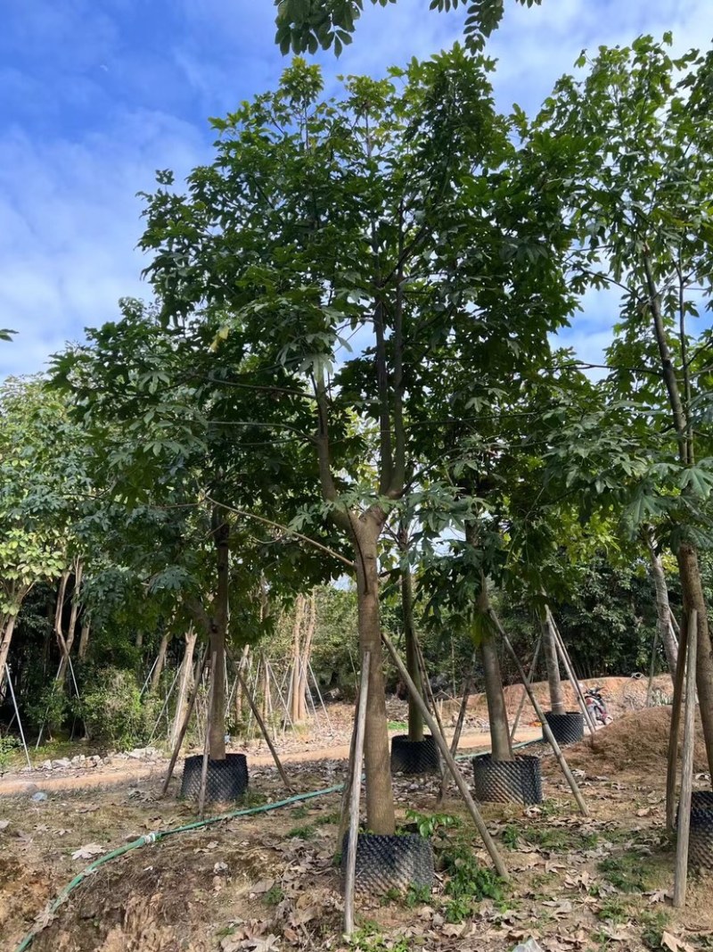 澳洲火焰木12～20公分基地直销规格齐全欢迎老板来电
