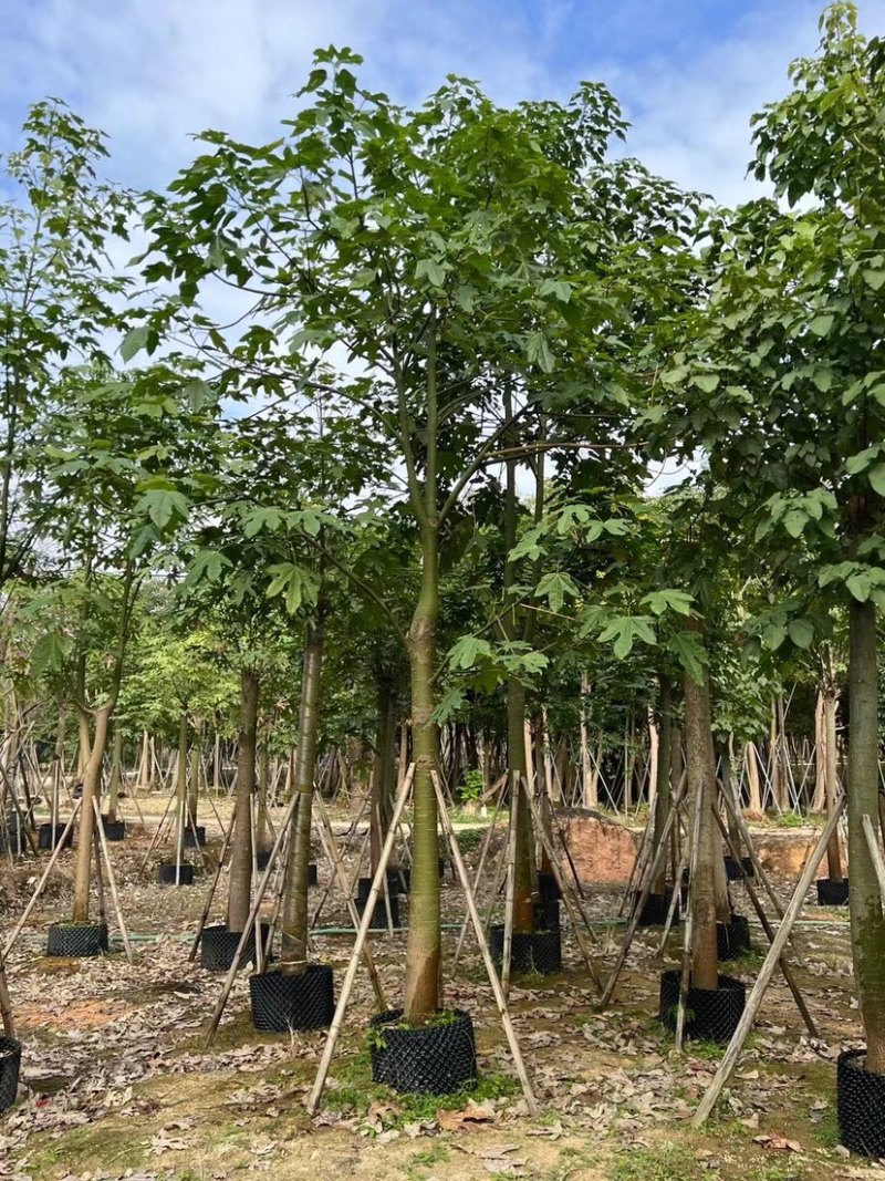 澳洲火焰木12～20公分基地直销规格齐全欢迎老板来电