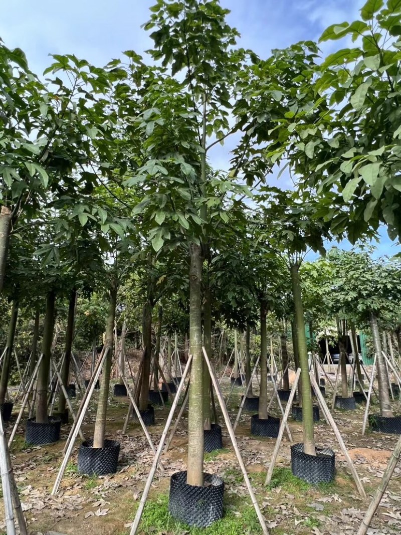 澳洲火焰木12～20公分基地直销规格齐全欢迎老板来电