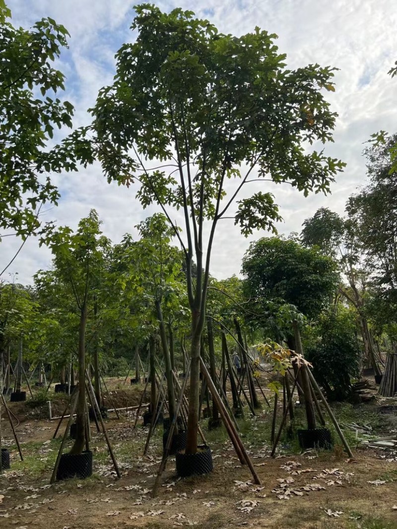 澳洲火焰木12～20公分基地直销规格齐全欢迎老板来电