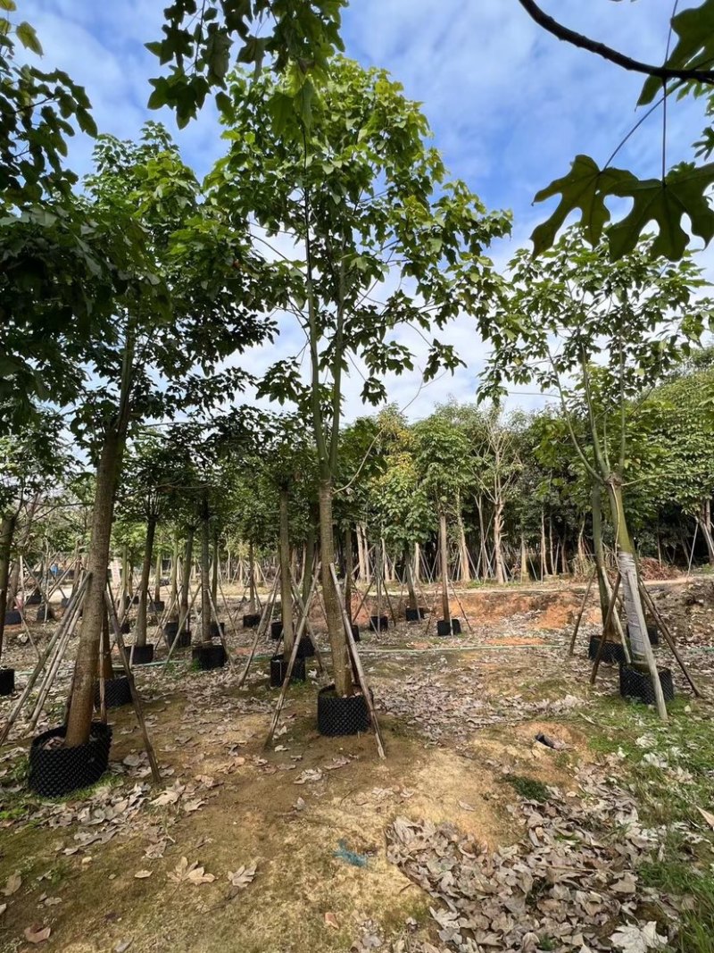 澳洲火焰木12～20公分基地直销规格齐全欢迎老板来电