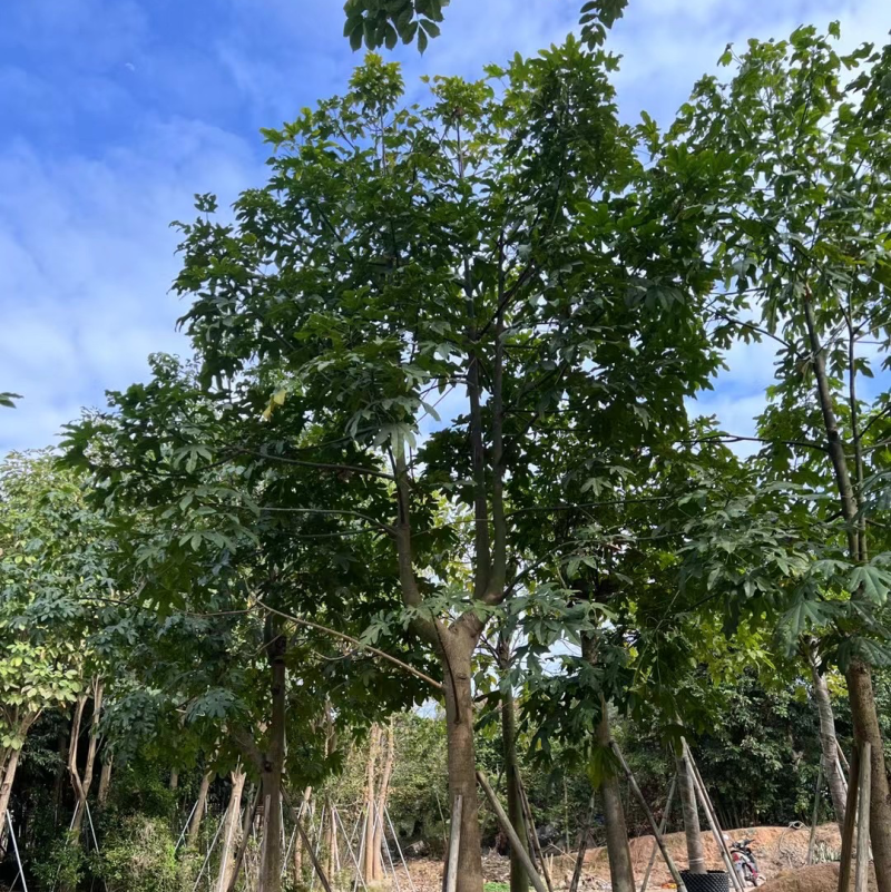澳洲火焰木12～20公分基地直销规格齐全欢迎老板来电
