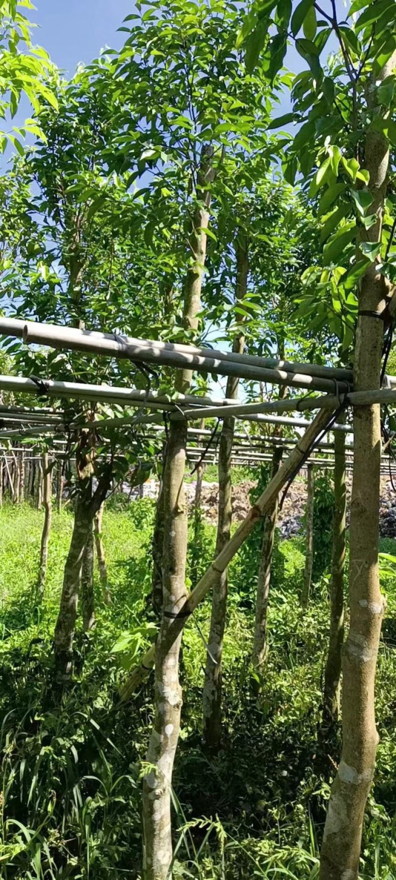 沉香树6～8公分基地直销规格齐全欢迎老板来电咨询合作