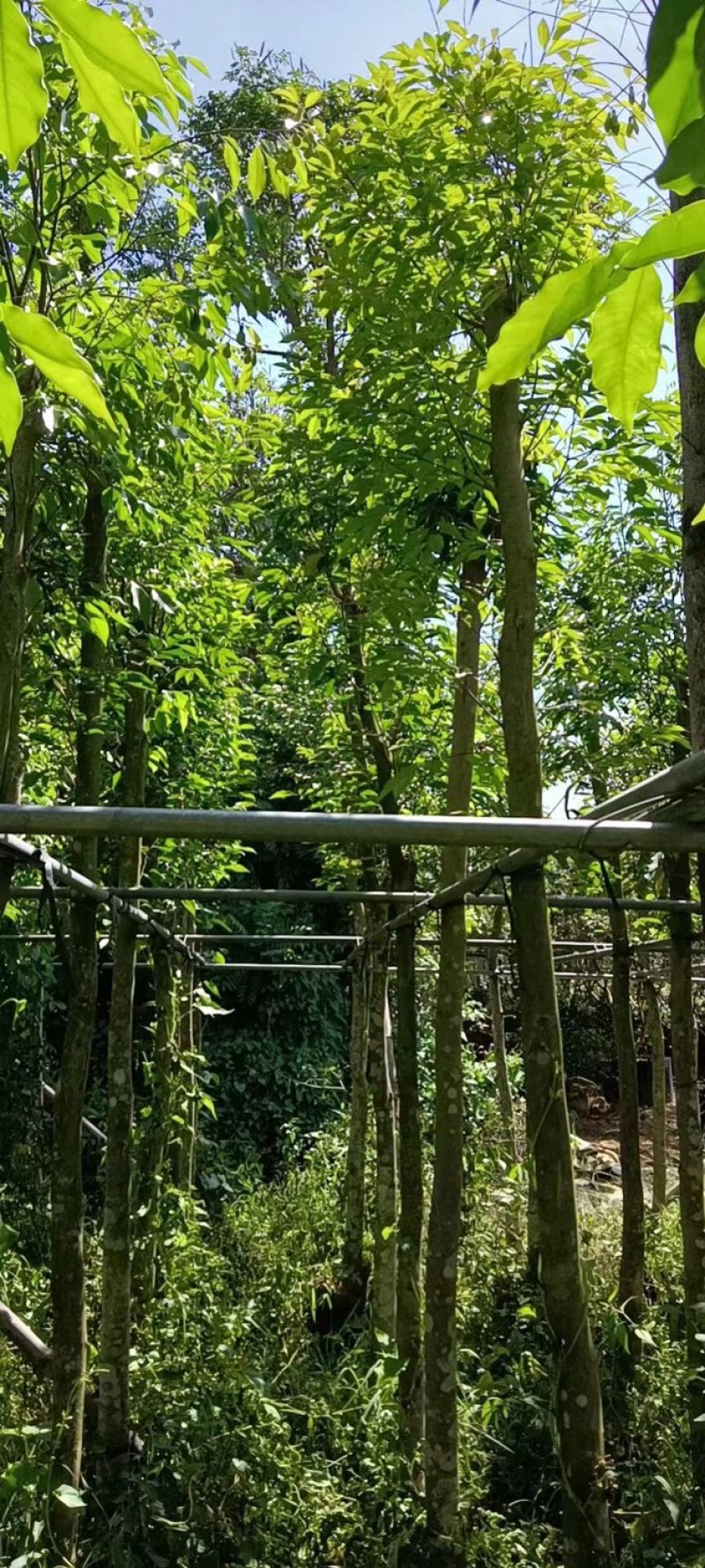 沉香树6～8公分基地直销规格齐全欢迎老板来电咨询合作