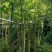 沉香树6～8公分基地直销规格齐全欢迎老板来电咨询合作