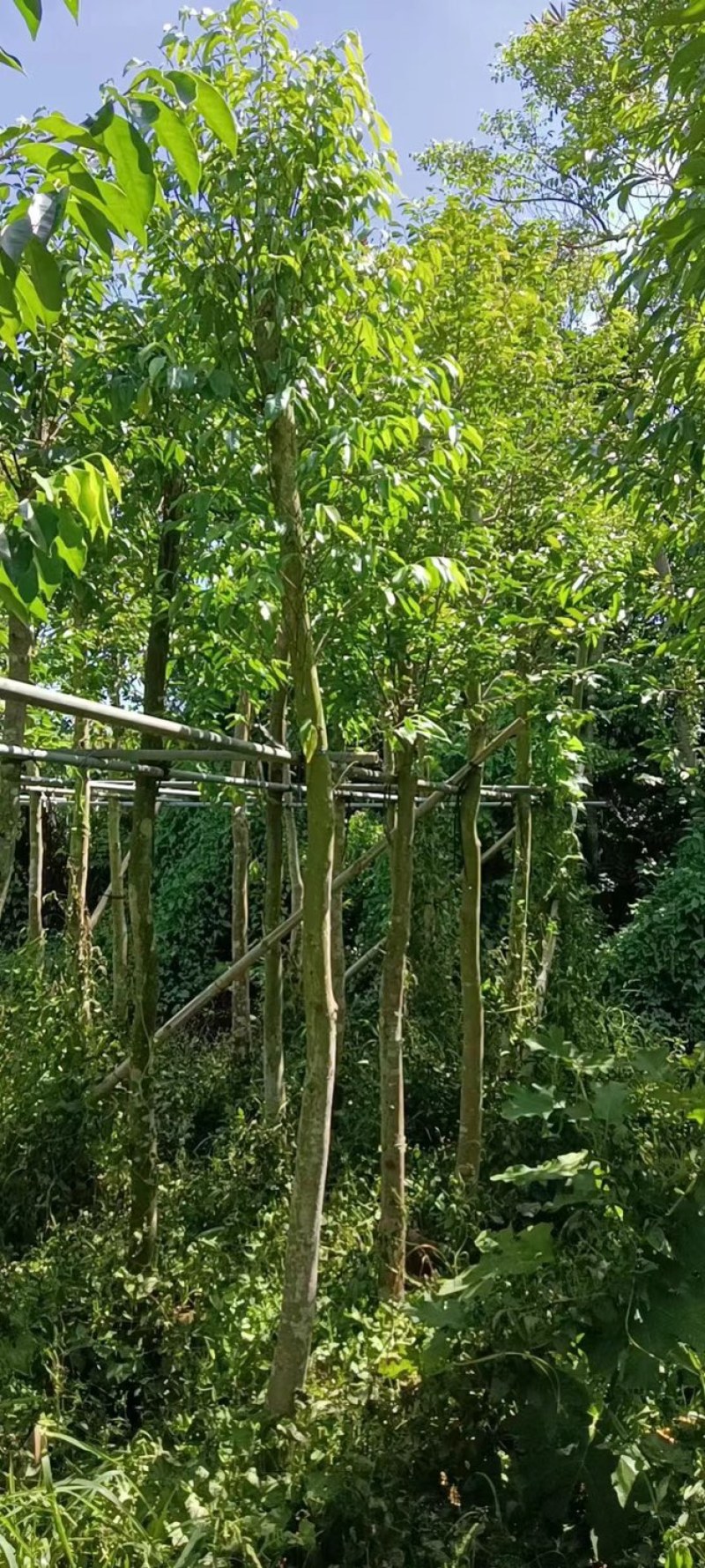 沉香树6～8公分基地直销规格齐全欢迎老板来电咨询合作