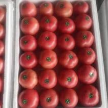 宁夏精品硬粉西红柿西红柿货源充足量大从优质量保证欢迎咨询
