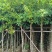 水蒲桃（水葡萄）基地直销规格齐全欢迎老板来电咨询合作